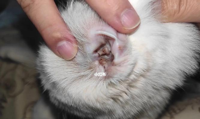 如何让你的宠物摆脱猫耳螨（全面解析猫耳螨的症状）