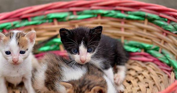 猫妈妈是否会自然断奶小猫（探究猫妈妈断奶行为的原因及方法）