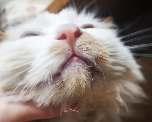 猫流口水吃什么药（保护宠物健康的必读指南）