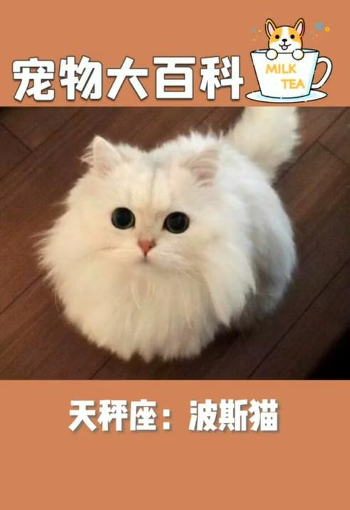 探秘猫路的奇妙世界（以宠物为主的城市道路设计）