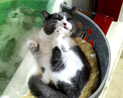 失去了宠物的痛苦（以猫猫死了怎么处理为例）