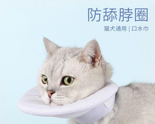 如何处理宠物猫咬主人的情况（宠物猫为何会咬主人）