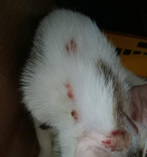 如何应对猫皮肤病——宠物猫的健康之道（掌握猫皮肤病的症状和治疗方法）