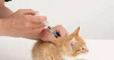以猫三联为主题的文章（探究猫三联的组成和作用）