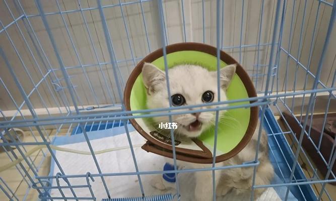 以猫三联为主题的文章（探究猫三联的组成和作用）