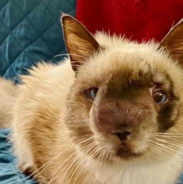 猫的遗传缺陷导致繁殖畸形问题（探究以猫生出小猫是畸形的原因和解决方法）