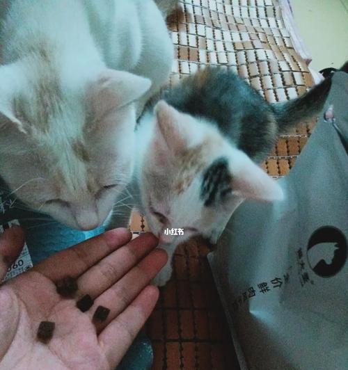 宠物猫生完小猫后病倒的原因及治疗方法（探究母猫产后疾病）