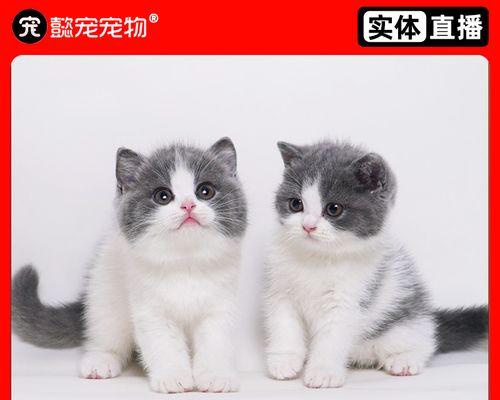 宠物猫生完小猫后病倒的原因及治疗方法（探究母猫产后疾病）