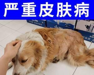 狗狗皮粘到肉上了！如何处理（一起学习狗狗肉皮粘连的治疗方法和预防措施）