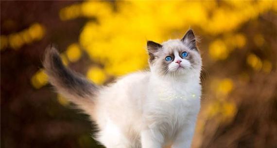 如何给你的宠物猫取一个适合的名字（以猫适合叫什么名字为主题的名字取法和技巧）