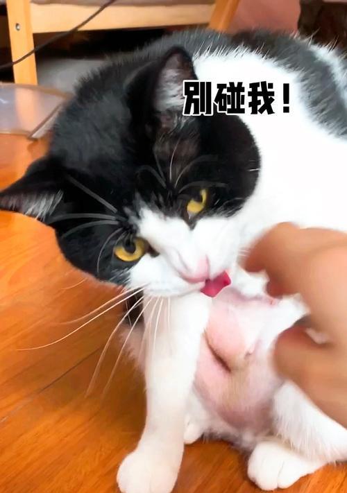 揭秘猫舔毛的神奇功效（从宠物养护到健康保障）