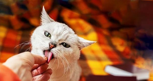 揭秘猫舔毛的神奇功效（从宠物养护到健康保障）