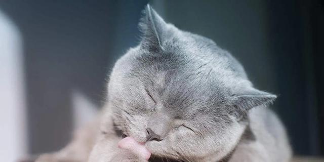 为什么猫咪喜欢舔自己（揭秘猫咪舔毛的真实原因）