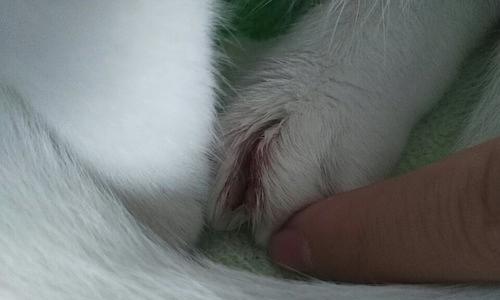 如何预防和治疗猫趾间炎