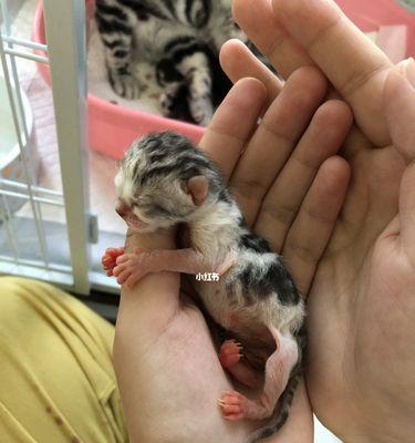 宠物猫为什么容易早产（探究猫咪早产的原因及如何预防）