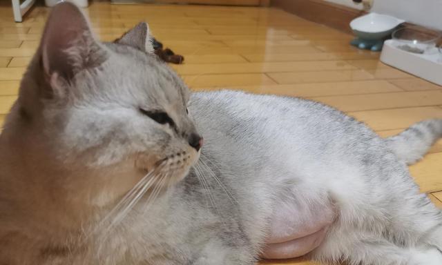 宠物猫为什么容易早产（探究猫咪早产的原因及如何预防）