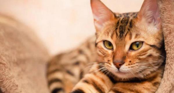 为什么宠物猫老是掉毛（探究猫掉毛的原因和如何减少掉毛）