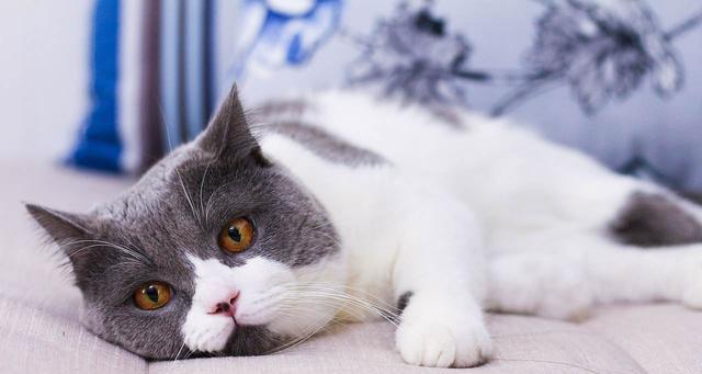 为什么宠物猫老是掉毛（探究猫掉毛的原因和如何减少掉毛）