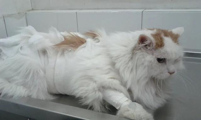 猫瘟是否会传染给狗狗（宠物养护必知的一些知识点）