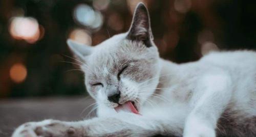 如何为虚弱的猫提供水果饮食（以水果为主的营养餐）