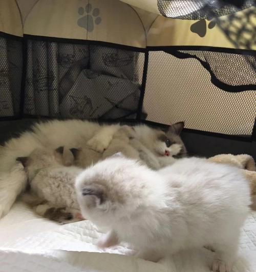 猫咪一年能生多少小猫（探究宠物猫繁殖规律与影响因素）