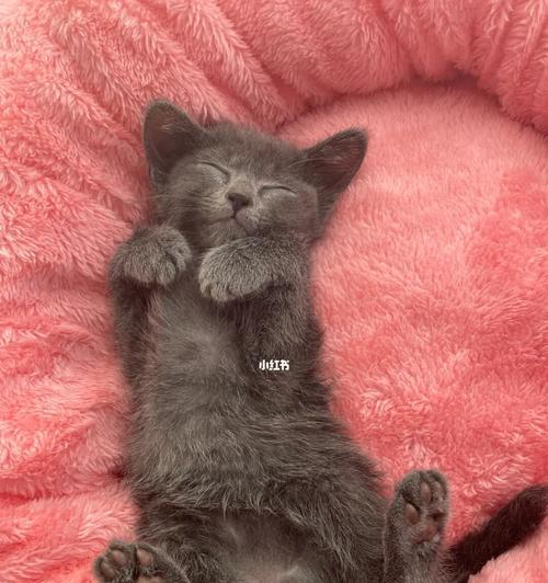 宠物猫为何突然死亡（探究猫咪生命中的重要环节）
