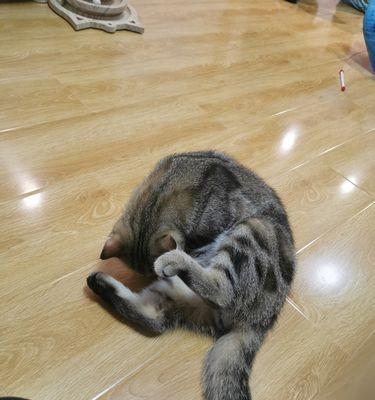 宠物猫为何突然死亡（探究猫咪生命中的重要环节）