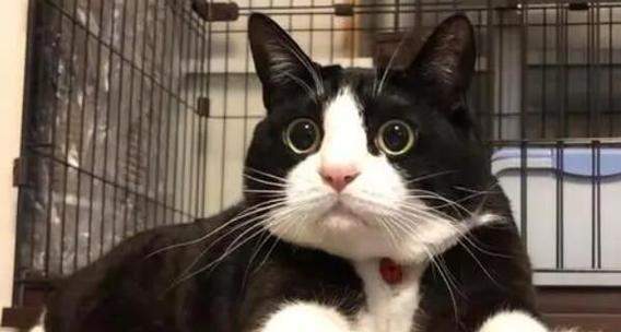 如何解毒猫咪（宠物中毒急救指南）