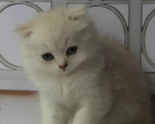 如何解毒猫咪（宠物中毒急救指南）