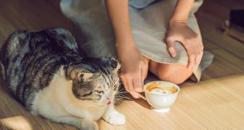 宠物猫中暑怎么办（如何预防和处理猫的中暑问题）