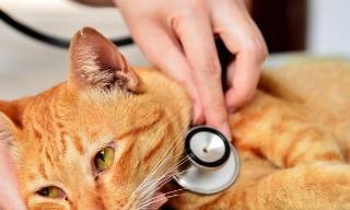 如何识别和治疗宠物猫咪鼻炎（了解猫咪鼻炎的症状）