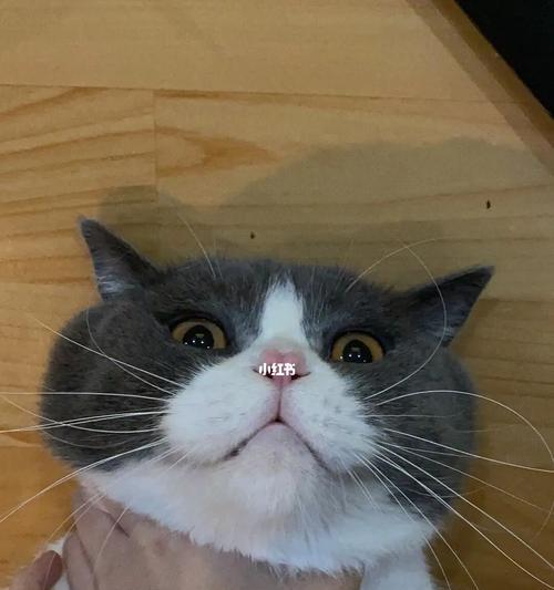 如何识别和治疗宠物猫咪鼻炎（了解猫咪鼻炎的症状）