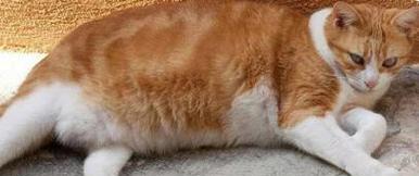 猫咪打架会受伤吗（宠物主人必知的猫咪互动规律）