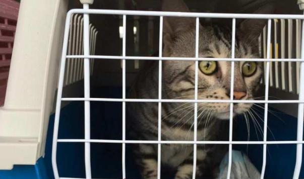 带宠物猫咪搭火车必知（让宠物猫咪安心出行）