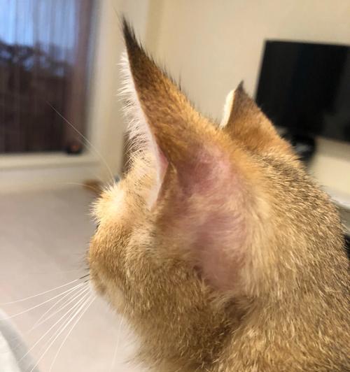 猫咪耳朵里长毛的原因和处理方法（探究猫咪耳朵里长毛的成因）