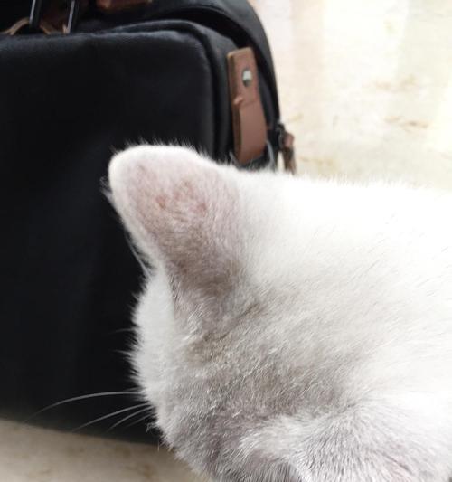 猫咪耳朵突然掉毛，这是为什么（探究猫咪耳朵掉毛的原因和治疗方法）