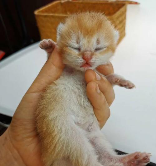 猫咪分娩前的症状，预测它即将生产（了解这些症状）