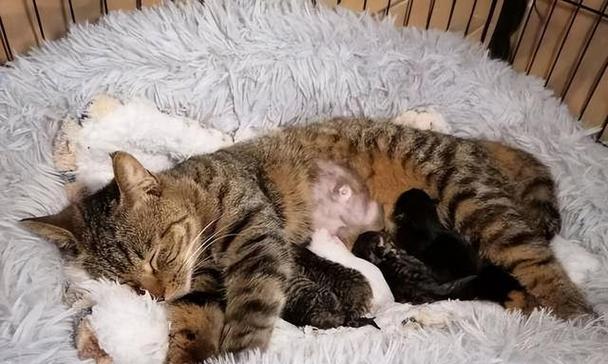 猫咪分娩前的症状，预测它即将生产（了解这些症状）