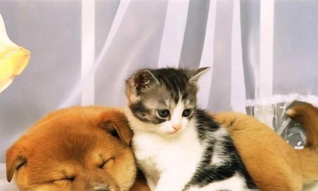猫咪肝衰竭的症状与治疗（了解猫咪肝衰竭的常见症状）