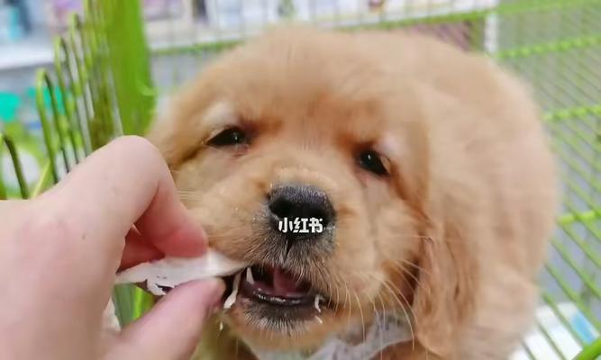 猫咪肝炎的传染性分析（了解猫咪肝炎的传播途径及预防措施）