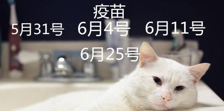 猫咪肝炎的传染性分析（了解猫咪肝炎的传播途径及预防措施）