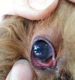 猫咪肝炎的传染性分析（了解猫咪肝炎的传播途径及预防措施）