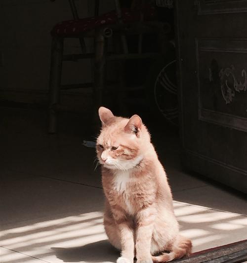 猫咪晒太阳的正确方法（让宠物享受阳光的同时）