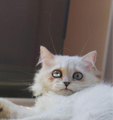 从眼睛看猫咪（探究猫咪性别对眼睛特征的影响）
