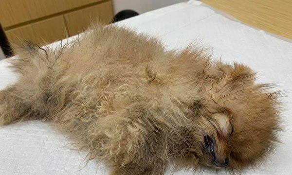 狗狗紧张狂拉怎么办（教你如何训练宠物狗）