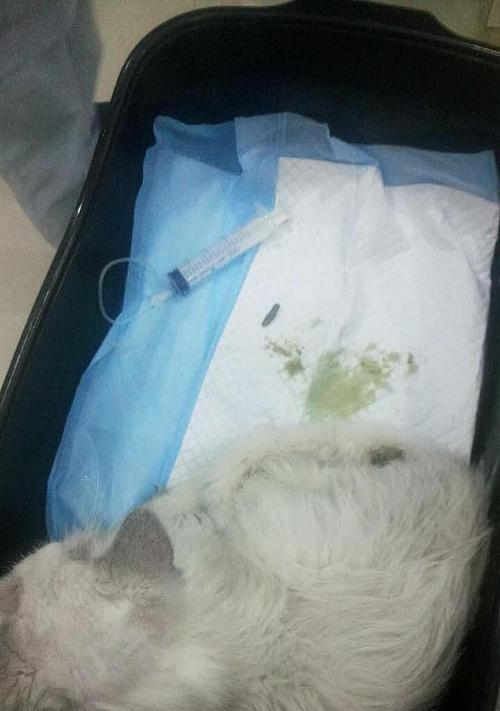 如何给猫咪灌肠后正确喂食（以宠物为主）