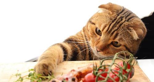 为什么猫咪应该只吃猫粮（猫粮是猫咪最健康的饮食选择）