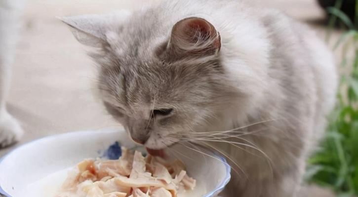 为什么猫咪应该只吃猫粮（猫粮是猫咪最健康的饮食选择）