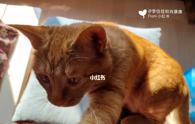 猫咪与主人的互动游戏（如何与你的猫咪一起玩游戏）