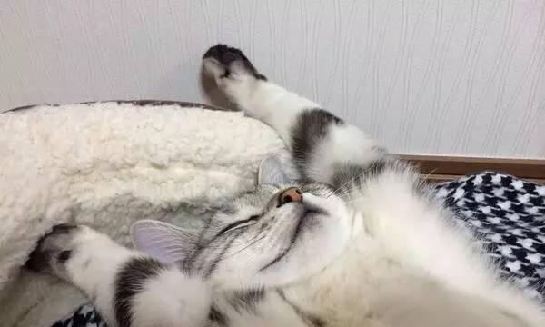 猫咪的睡姿（揭秘宠物猫的奇怪睡姿）